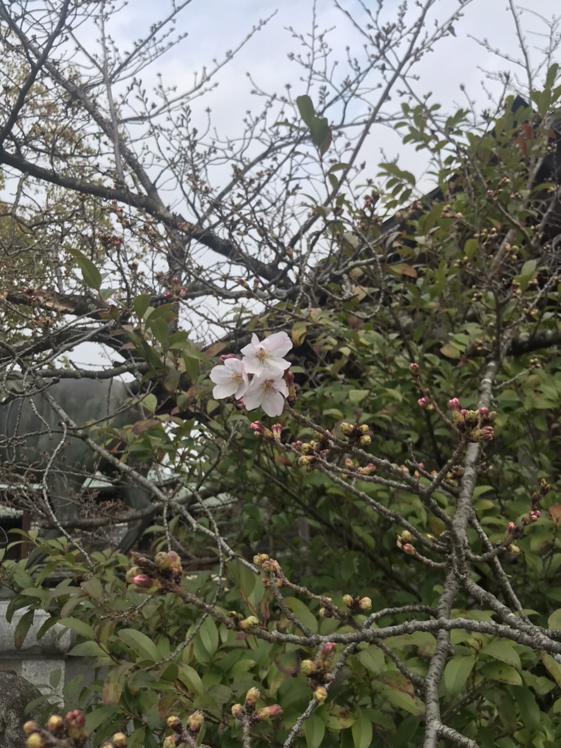 隣町の宮地嶽神社に行ってきました グランドホーム サンケア和白